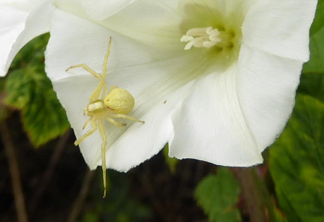 Crab spider.