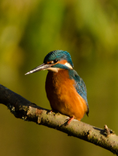 A kingfisher at The Withey Beds.