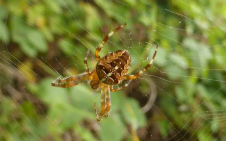 Orb spider