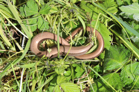 A Slow Worm curled up.