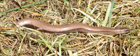 A Slow Worm.