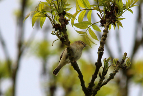 A summer migrant Chiffchaff.