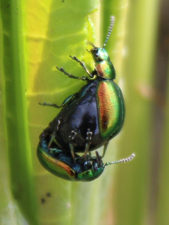 Green Dock Leaf Beetle.