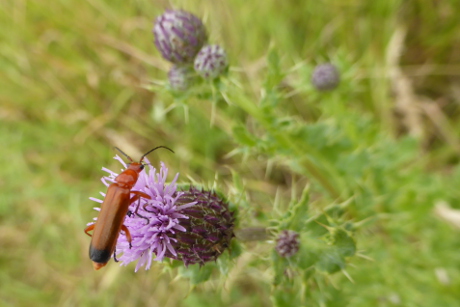 A soldier beetle on a thistle.