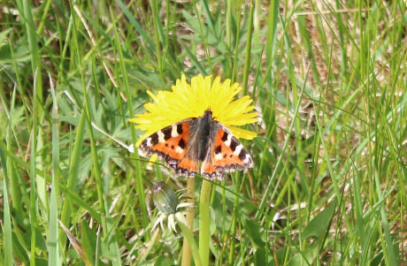 Tortoiseshell butterfly on dandelion